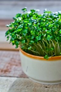 Salmonella Bovismorbificans infekcijas uzliesmojums vairākās valstīs iespējams saistīts ar diedzētu lucernas sēklu patēriņu